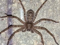 Heteropoda