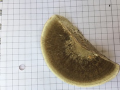 Daedaleopsis confragosa