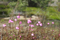 Utricularia multifida