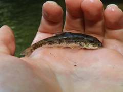 Hypentelium roanokense