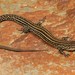 Tropidosaura montana natalensis - Photo (c) Tyrone Ping,  זכויות יוצרים חלקיות (CC BY-NC), הועלה על ידי Tyrone Ping