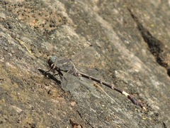 Phyllogomphoides