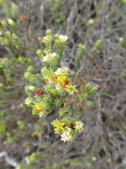 Diosma echinulata
