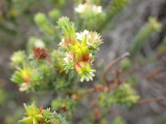 Diosma echinulata
