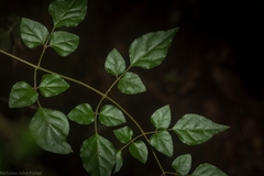 Jasminum singuliflorum