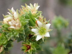 Diosma echinulata
