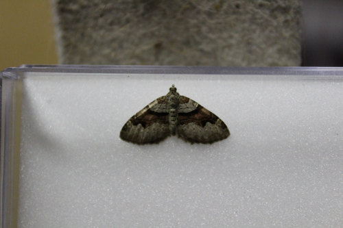 Flame Carpet, 9968 Pieterburen, Netherlands, photo 7 of 10