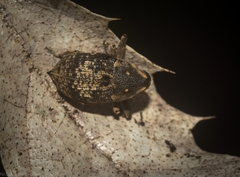 Eutyrhinus meditabundus