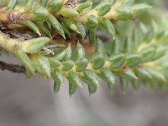 Diosma echinulata