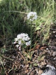 Allium denudatum
