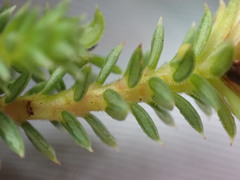 Diosma echinulata