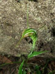 Pterostylis decurva