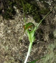 Pterostylis decurva
