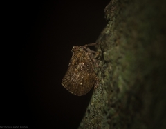 Cotylana angustifrons