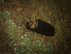 Atyphella scintillans