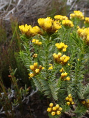 Oedera steyniae