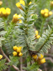Oedera steyniae