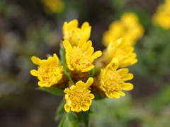 Oedera steyniae