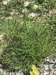 Peucedanum ruthenicum