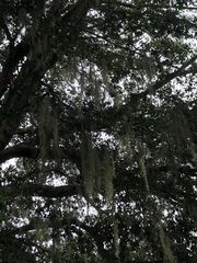 Tillandsia usneoides