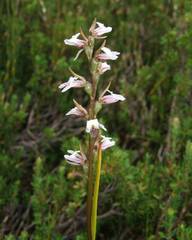 Prasophyllum suttonii