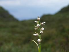 Prasophyllum suttonii