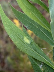 Asphondylia solidaginis