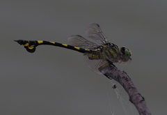 Sinictinogomphus clavatus