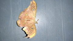Antheraea