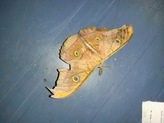 Antheraea