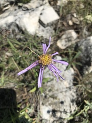 Aster amellus bessarabicus