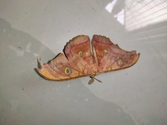 Antheraea