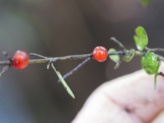 Coprosma spathulata spathulata