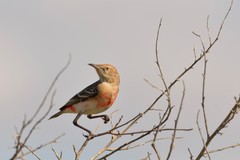 Crimson Chat photo 2