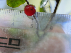 Coprosma spathulata spathulata