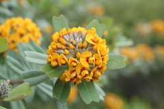 Gastrolobium bilobum