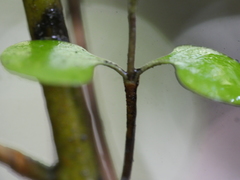 Coprosma spathulata spathulata