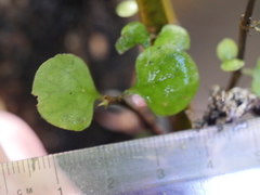Coprosma spathulata spathulata