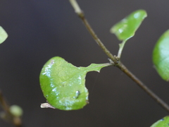 Coprosma spathulata spathulata