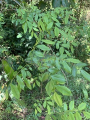 Dalbergia obovata