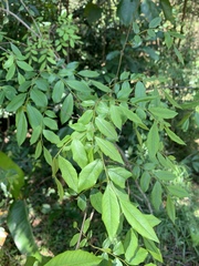Dalbergia obovata