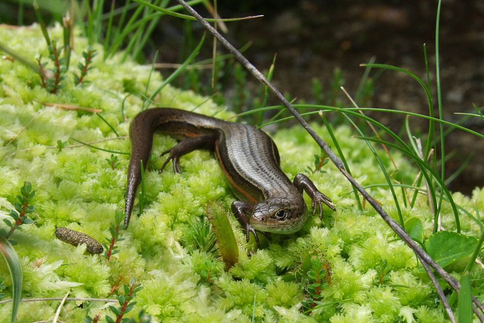 Alpine Bog Skink