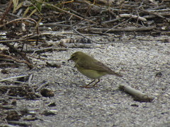 Phylloscopus trochilus