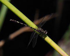 Zephyrogomphus lateralis
