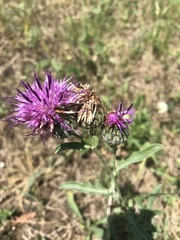 Centaurea scabiosa apiculata