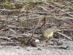 Phylloscopus trochilus