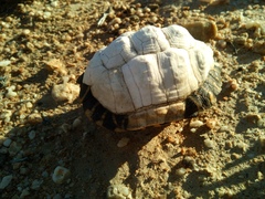 Psammobates tentorius trimeni