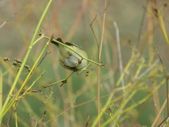 Phylloscopus trochilus