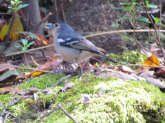 Fringilla coelebs canariensis