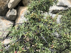 Rhamnus tortuosa